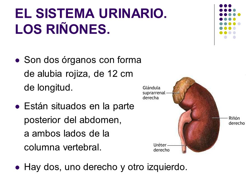 Duele los riñones del trabajo vertical